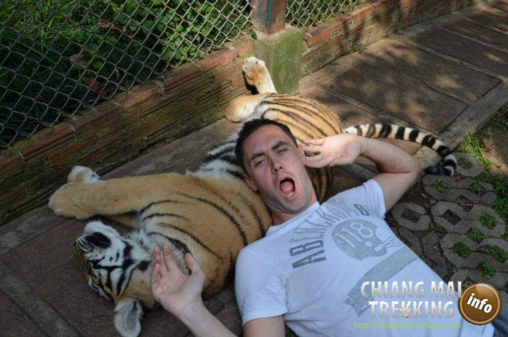 Tiger Kingdom, Orchid & Butterfly Farm | Chiang Mai Trekking | Le meilleur trekking à Chiang Mai avec Piroon Nantaya